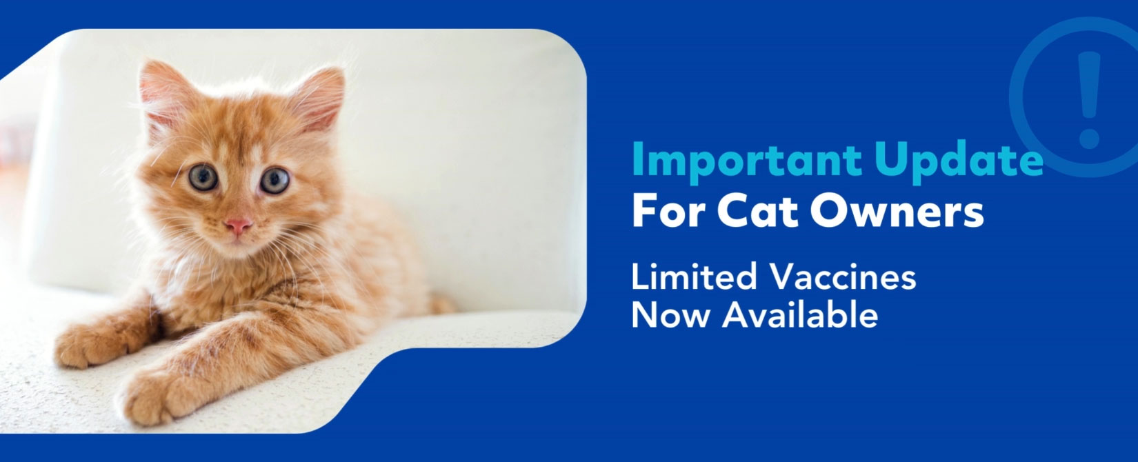 Important Update for Cat Parents: Feline Vaccine Shortage